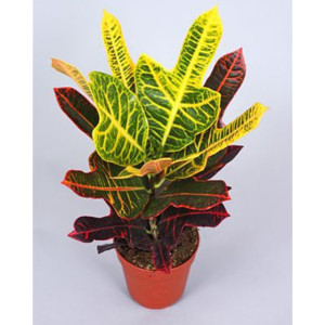 Кодиеум Экселлент 40 см.